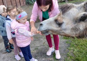 Dziewczynka karmi wielbłąda.