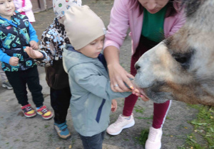 Chłopiec karmi wielbłąda.