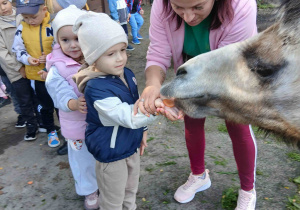 Chłopiec karmi wielbłąda.