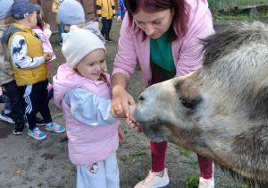 Dziewczynka karmi wielbłąda.