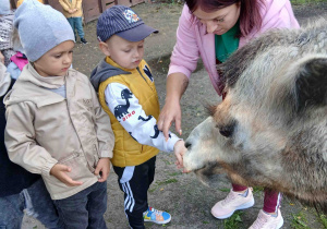 Chłopiec karmi wielbłąda.