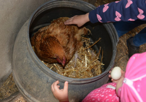 Dziewczynki zbierają jajka