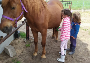 Dzieci wyczesują konia