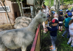 Zwierzatka chetnie zjadaja od dzieci marchewki