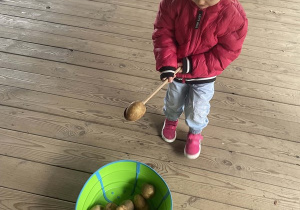 Dziewczynka przenosi ziemniaka na drewnianej łyżce